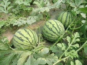 西瓜特效爆料的视频,揭秘视频背后的惊人秘密！